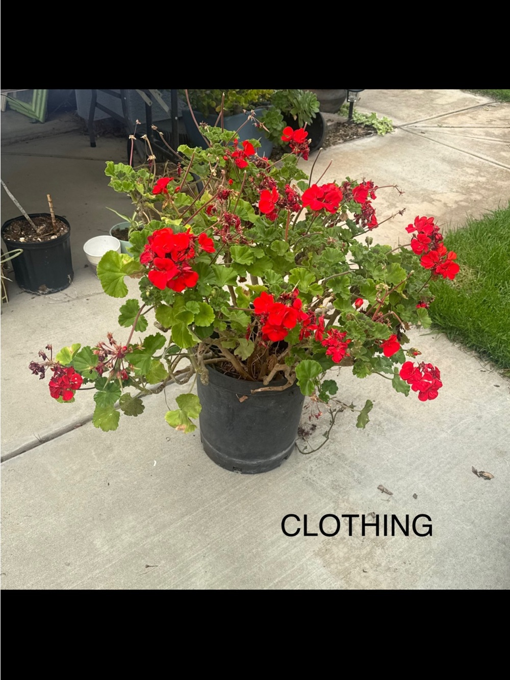 Clothing listing